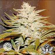 Bodhi Seeds Sunshine 4